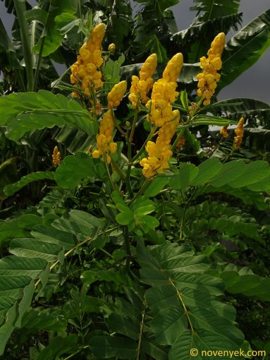 Image of plant Senna alata