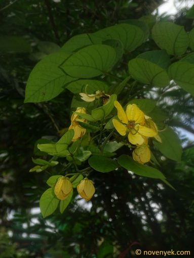 Image of plant Senna bacillaris