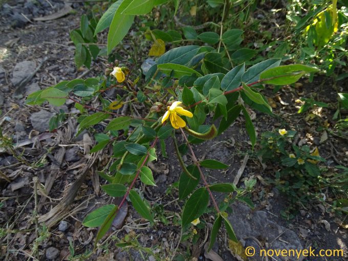 Image of plant Senna occidentalis