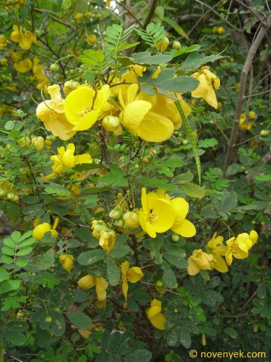 Image of plant Senna pallida