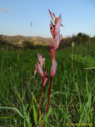 Image of plant Serapias vomeracea