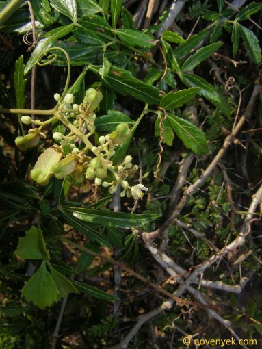 Image of plant Serjania diversifolia