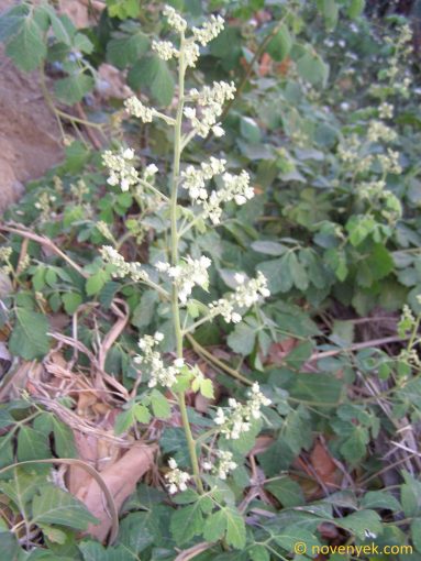 Image of plant Serjania triquetra