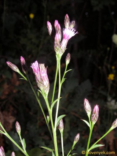 Image of plant Serratula tinctoria