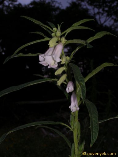Image of plant Sesamum indicum
