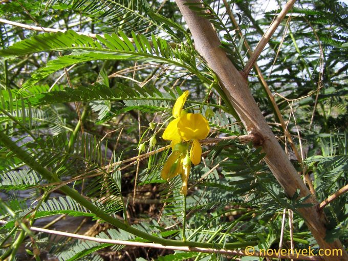 Image of plant Sesbania emerus