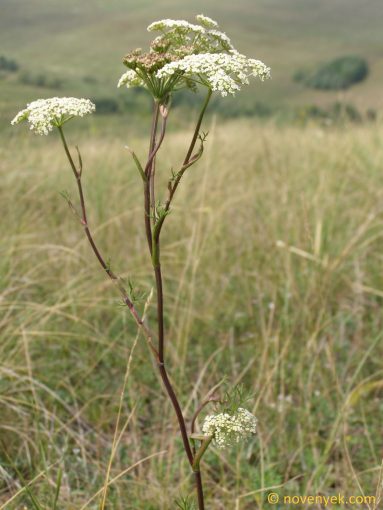 Image of plant Seseli annuum