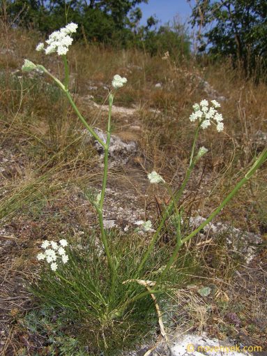 Image of plant Seseli leucospermum