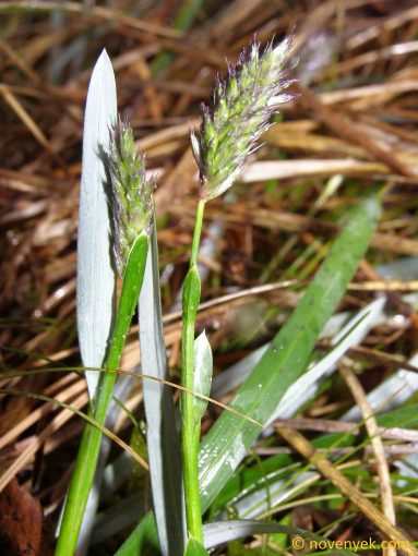Image of plant Sesleria caerulea