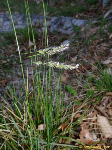 Image of plant Sesleria hungarica