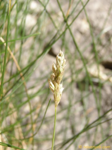 Image of plant Sesleria rigida