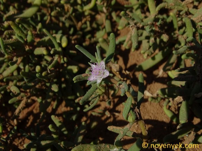 Image of plant Sesuvium hydaspicum
