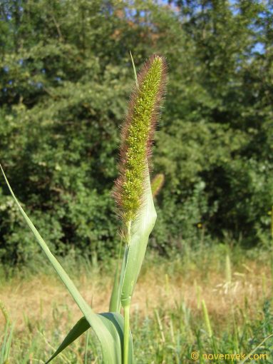 Image of plant Setaria italica
