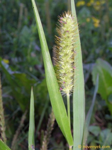 Image of plant Setaria pumila