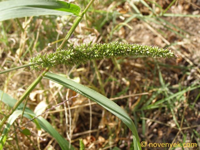 Image of plant Setaria verticillata