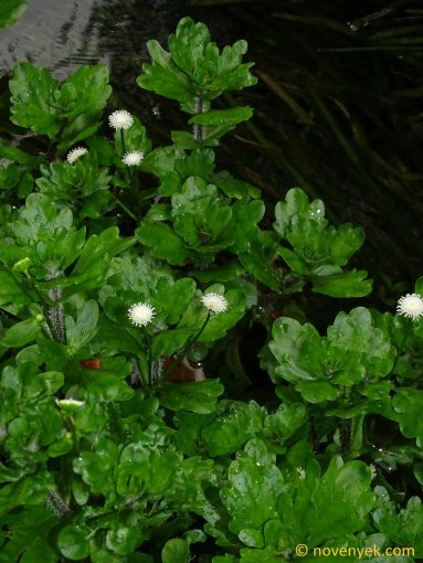 Image of plant Shinnersia rivularis