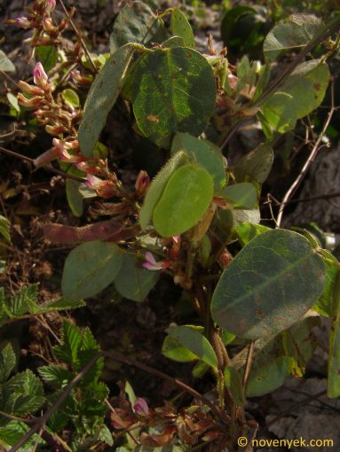 Image of plant Shuteria involucrata