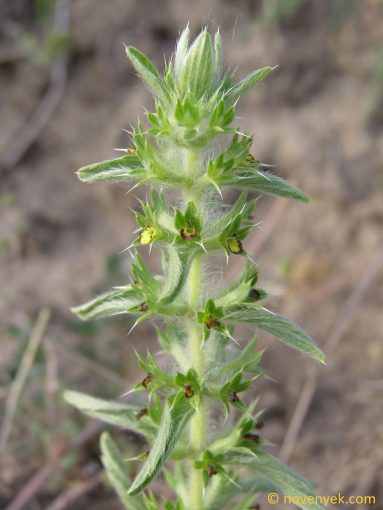 Image of plant Sideritis montana