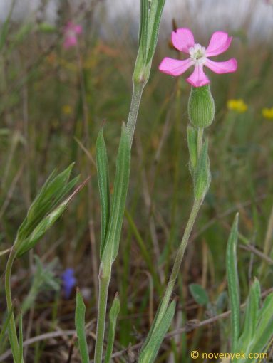 Image of plant Silene conica