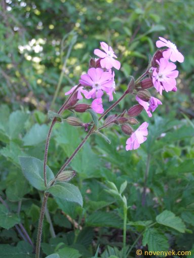 Image of plant Silene dioica