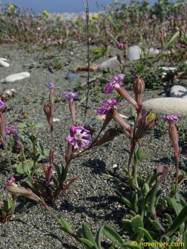 Image of plant Silene discolor