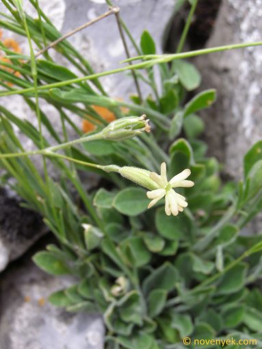 Image of plant Silene flavescens