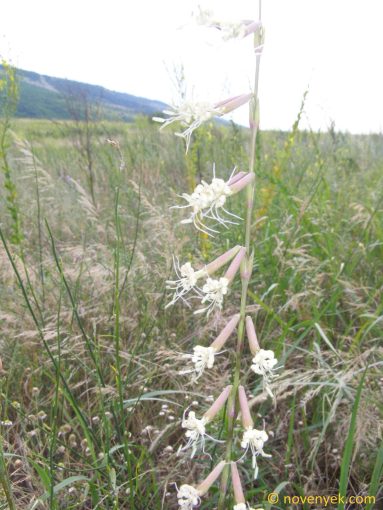 Image of plant Silene frivaldskyana
