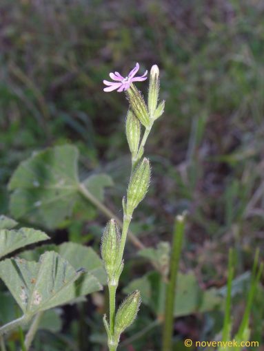 Image of plant Silene nocturna