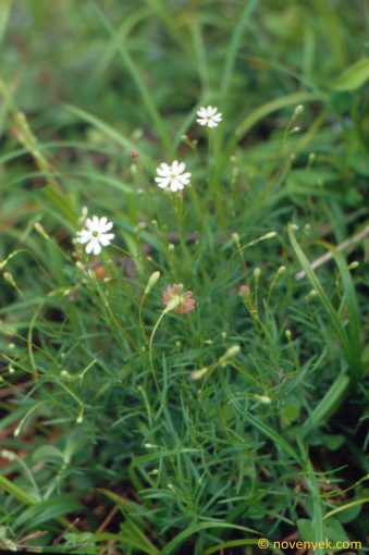 Image of plant Silene saxifraga
