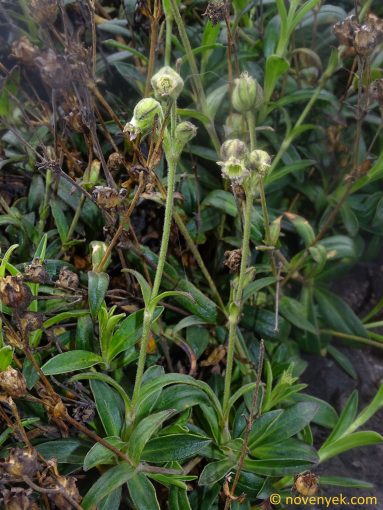 Image of plant Silene thysanodes