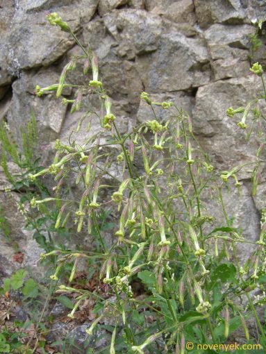 Image of plant Silene viridiflora