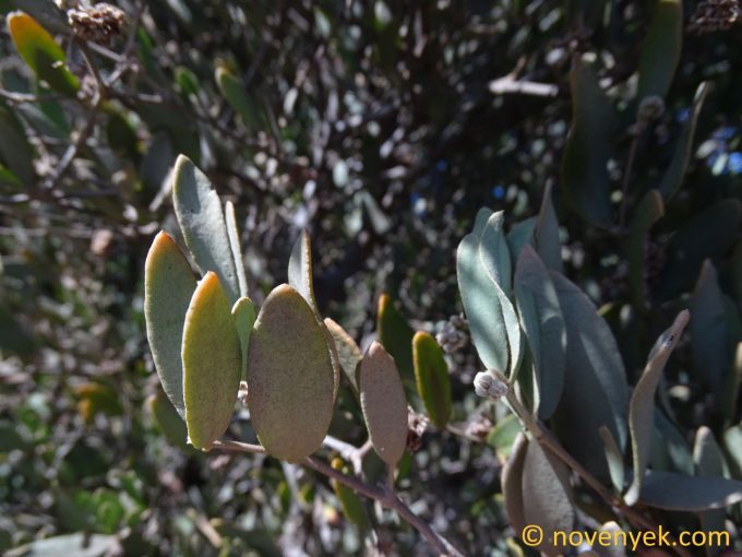 Image of plant Simmondsia chinensis