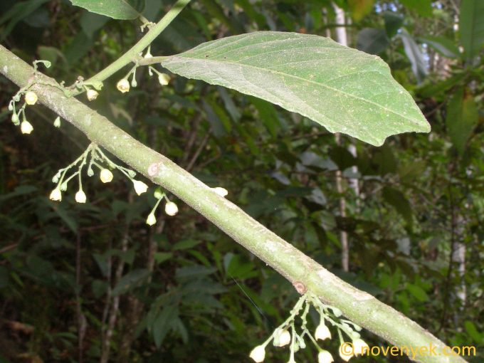 Image of plant Siparuna thecaphora