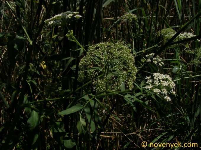 Image of plant Sium latifolium