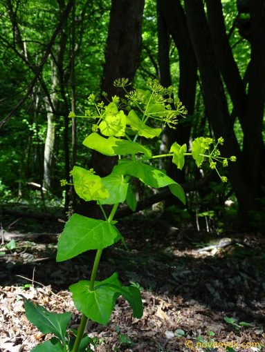 Image of plant Smyrnium perfoliatum