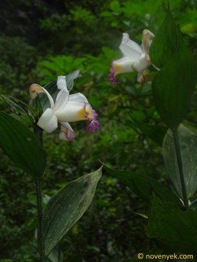 Image of plant Sobralia ecuadorana