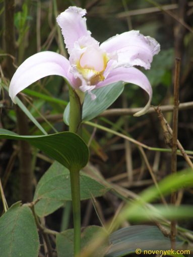 Image of plant Sobralia warszewiczii