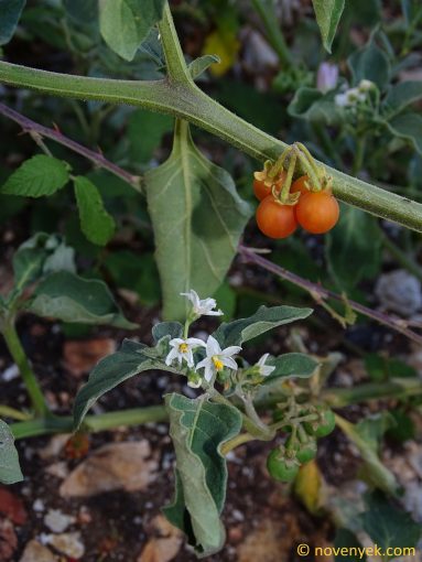Image of plant Solanum alatum