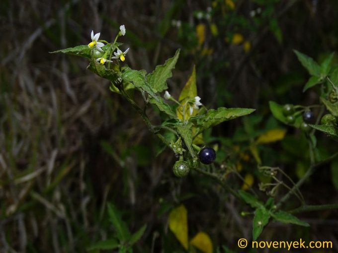Image of plant Solanum americanum