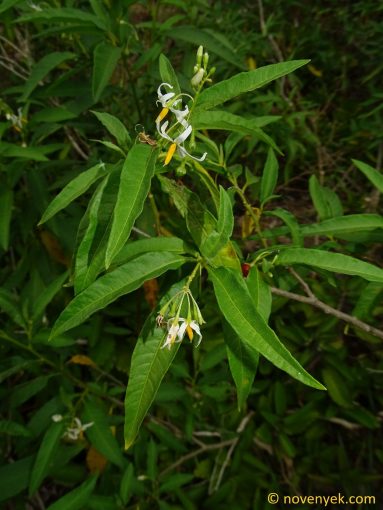 Image of plant Solanum bahamense