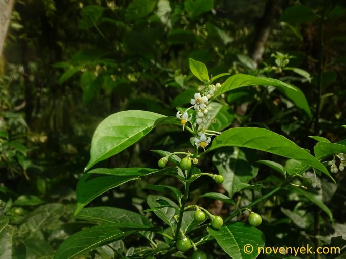 Image of plant Solanum barbulatum