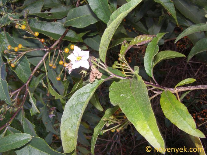 Image of plant Solanum bonariense