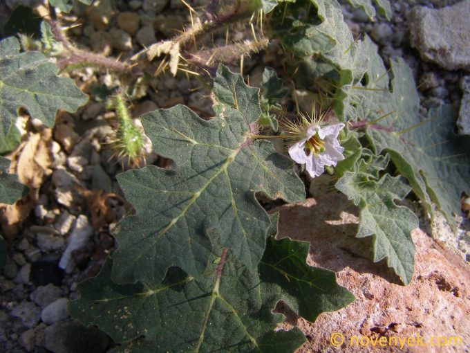 Image of plant Solanum campechiense