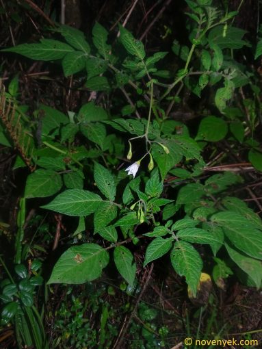 Image of plant Solanum caripense