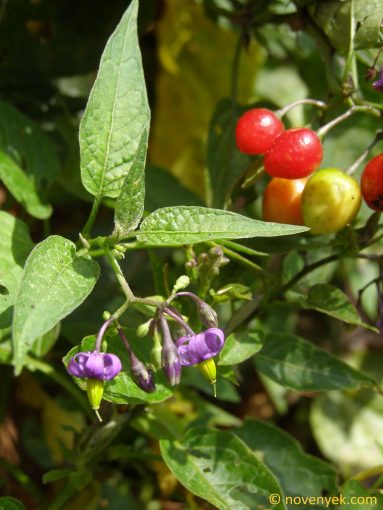 Image of plant Solanum dulcamara