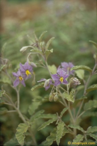 Image of plant Solanum elaeagnifolium