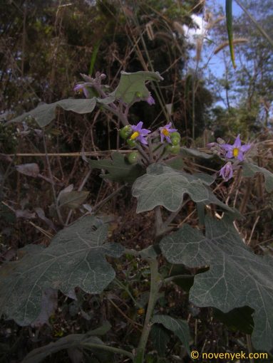 Image of plant Solanum indicum