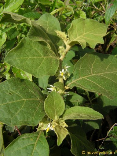 Image of plant Solanum jamaicense
