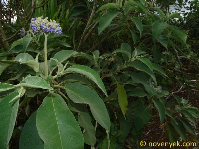 Image of plant Solanum mauritianum