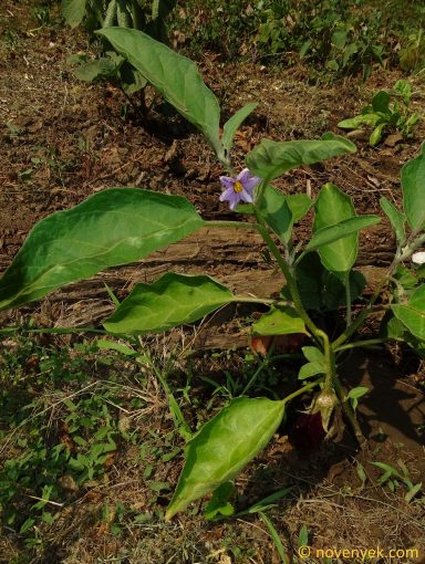 Image of plant Solanum melongena